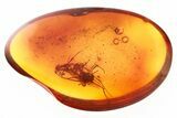 Fossil Ichneumon Wasp (Ichneumonidae) In Baltic Amber #321772-1